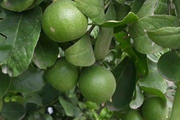 Lime (misket) limon Bahçesi kurulumu